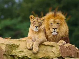 Where do lions like to go on vacation?