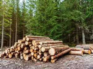 Where do logs like to go on hikes?