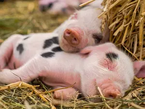Where do pigs sleep during the summer?