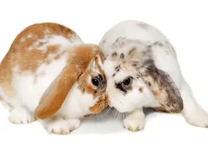 Where do rabbits go after their wedding ceremony?