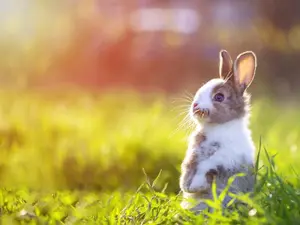 Where do rabbits go out to dance?