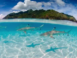 Where do sharks go on summer vacation?