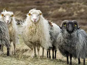 Where do sheep get their hair cut?