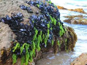 Where do shellfish go to borrow money?