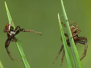 Where do spiders play their FA Cup final?