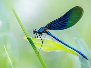 Where would you put an injured insect?