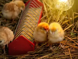 Where's the best place for baby chickens to be born?