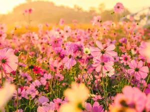 Where's the best place to grow flowers in school?