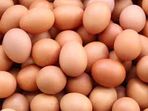 Where's the best place to learn about eggs?