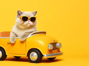 Which accessory can you only wear in the car?