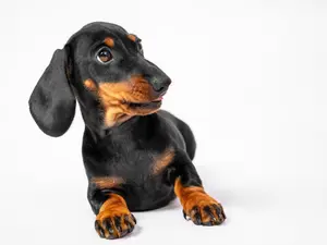 Which animal is accused of lying all the time?