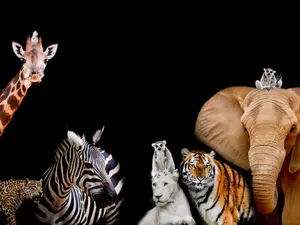 Which animal is the most religious?