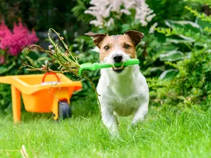 Which animal makes the best landscaper?