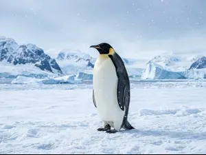 Which animal thrives when temperatures drop?