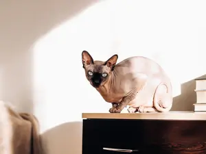 Which animal will never go bald?
