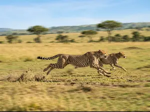 Which animals are naturals at football?