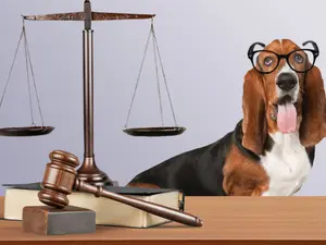 Which animals make the most honest judges?