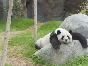 Which bear always goes to timeout for being condescending to other bears?