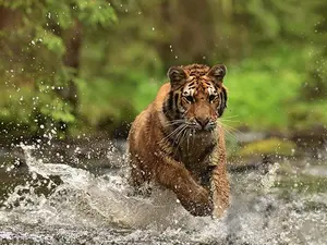 Which big cat loves to drive?