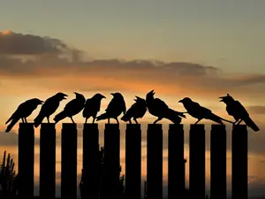 Which bird is the least afraid of fire?