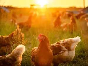 Which bird would make a great farmer?