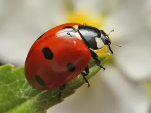 Which bug is related to you?