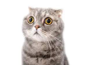 Which cats have the best manners?