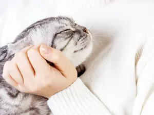 Which cats love to be petted?