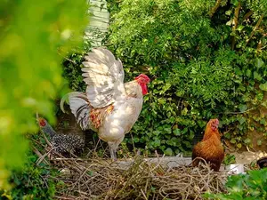 Which dance will a chicken not do?