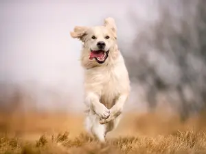 Which dog likes to run across an open field?