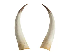 Which family member has tusks?