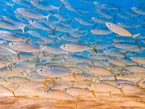 Which fish go to heaven when they die?