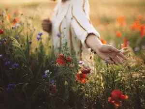 Which flower is easily embarrassed?