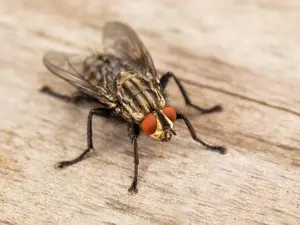 Which fly makes films?
