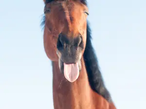 Which kinds of horses make the best bakers?