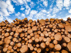 Which music festival was full of lumber?