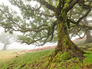 Which part of a tree makes the biggest decisions?