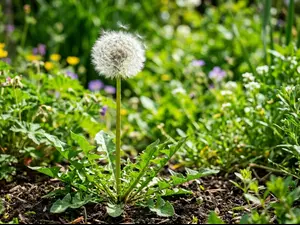 Which plant gives the fiercest roar?