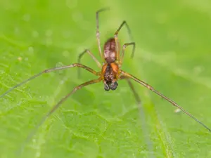 Which insect makes the best father?