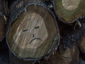 Which tree can't stop crying?