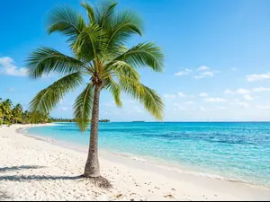 Which tree loves a day at the shore?