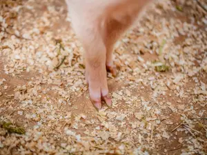 Which type of pigs constantly have foot problems?