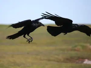 Who are crows' favorite family members?