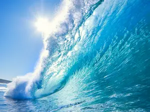 Who are the cleanest creatures in the ocean?