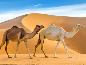 Who do camels find most inspiring?