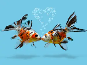 Who do fish hire to play at their weddings?