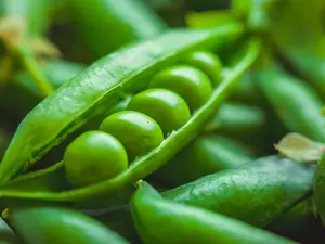 Who do green peas see when they aren't feeling well?