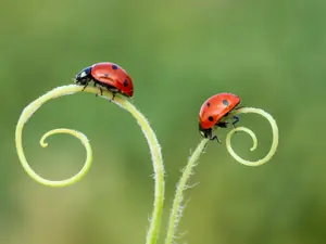Who do insects see to get their taxes done?