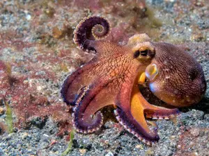 Who does an octopus see when it's not feeling well?