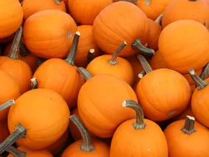 Who helps the little pumpkins cross the road to school?